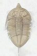 Large Huntonia Lingulifer - Rarer Species! #23860-5